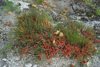 Ephedra monosperma, photographed by Andrew Bazdyrev