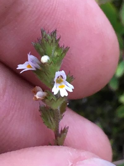 Euphrasia hudsoniana, photographed by Rose Zappa