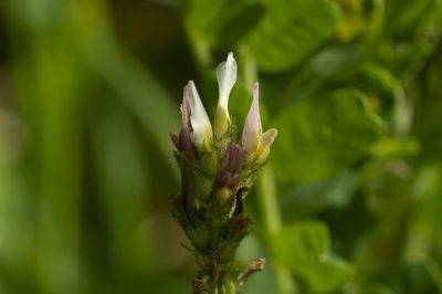 Astragalus boeticus, photographed by Eleftherios Katsillis
