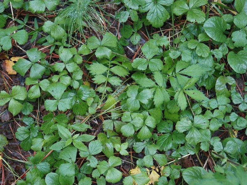 Waldsteinia ternata, photographed by Andrew Bazdyrev