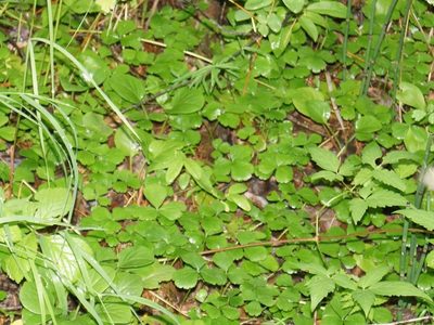 Waldsteinia ternata, photographed by Andrew Bazdyrev