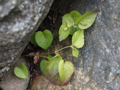 Viola sacchalinensis, photographed by Andrew Bazdyrev