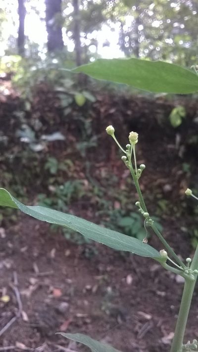 Baliospermum solanifolium, photographed by S.MORE