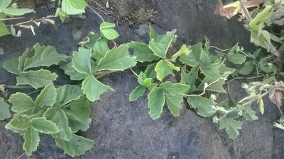 Causonis trifolia, photographed by S.MORE