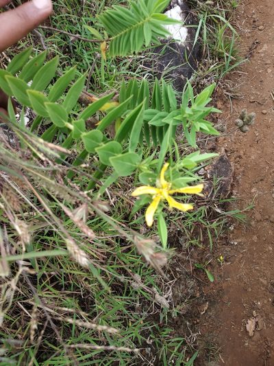 Hypericum mysurense, photographed by S.MORE