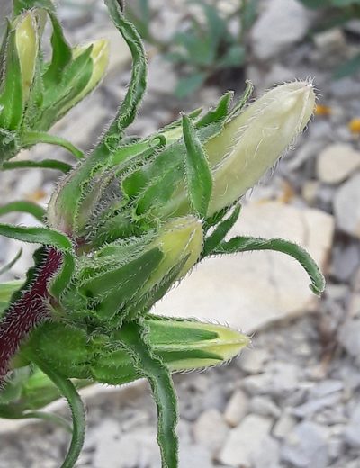 Campanula speciosa, photographed by Denis Bastianelli