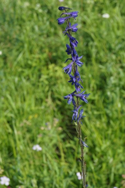 Delphinium crassifolium, photographed by Andrew Bazdyrev