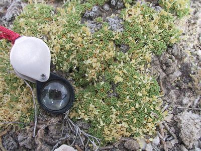 Lepidium nanum, photographed by John Gaskin