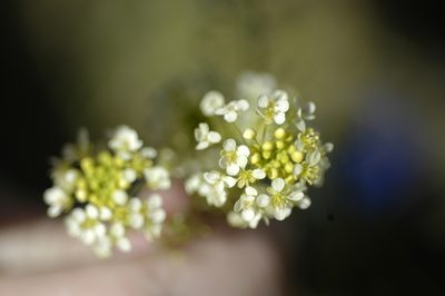 Lepidium jaredii, photographed by John Gaskin