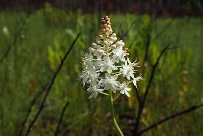Stenanthium densum, photographed by Austin Pursley