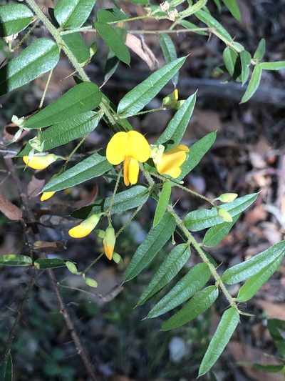 Podolobium aciculiferum, photographed by Michael Fox