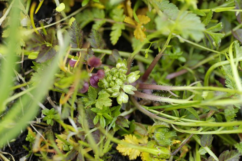 Lepidium latipes, photographed by John Gaskin