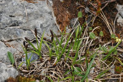 Carex scirpoidea, photographed by Todd Boland