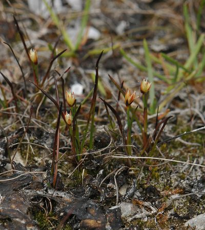 Juncus triglumis, photographed by Todd Boland