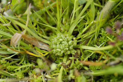 Lepidium latipes, photographed by John Gaskin