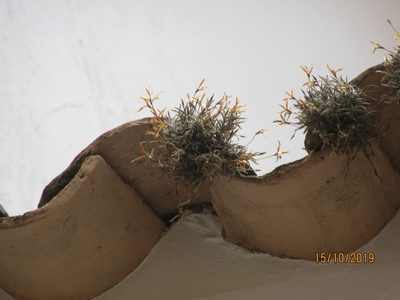 Tillandsia virescens, photographed by Jared Shorma