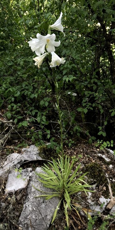 Lilium candidum, photographed by Zac Peterson
