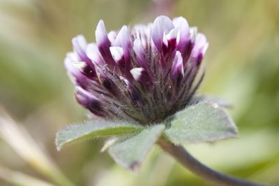 Trifolium macraei, photographed by Ken-ichi Ueda