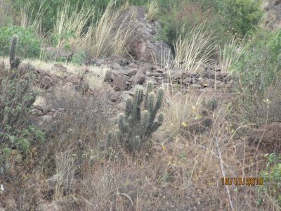 Trichocereus cuzcoensis, photographed by Jared Shorma
