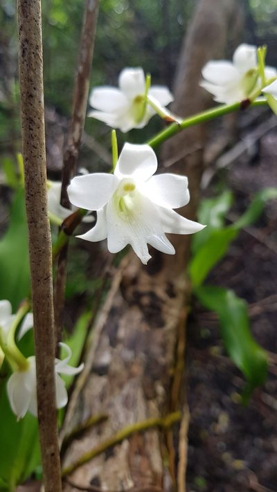 Sobennikoffia poissoniana, photographed by Jessica