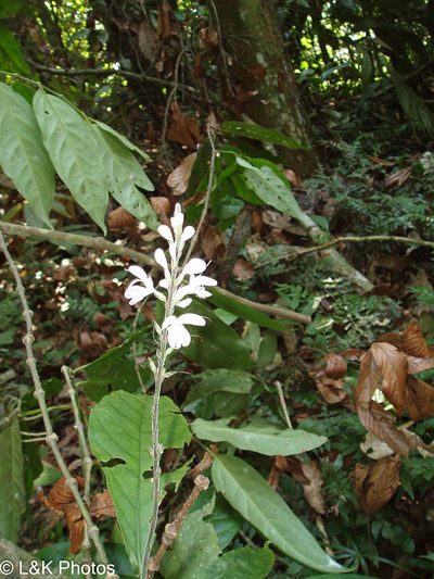 Pulchranthus adenostachyus, photographed by lallen