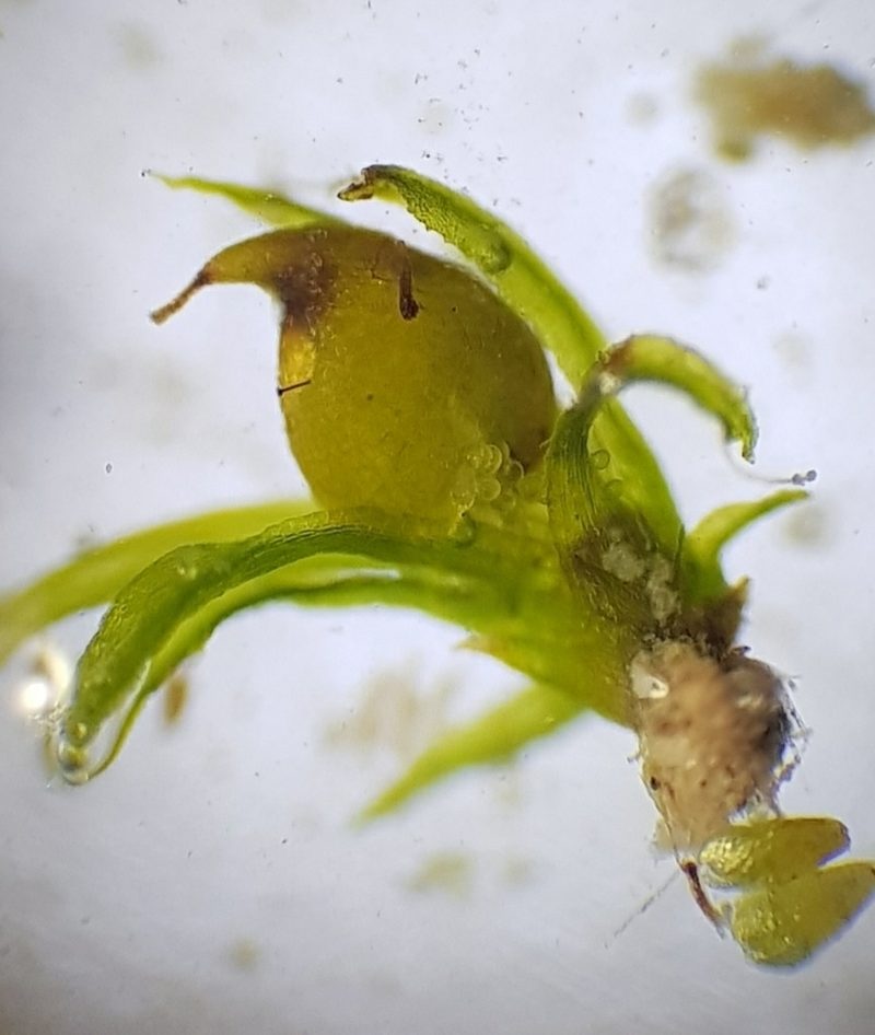 Ephemerum recurvifolium, photographed by Jonathan Hughes