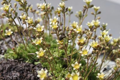 Saxifraga exarata, photographed by Étienne Lacroix-Carignan