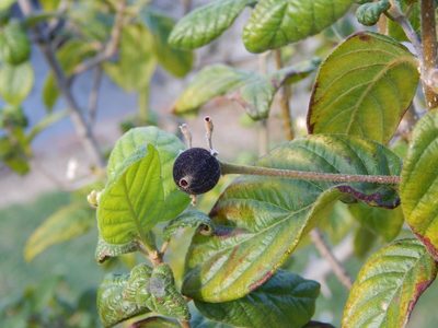 Guettarda uruguensis, photographed by Joselin Listur