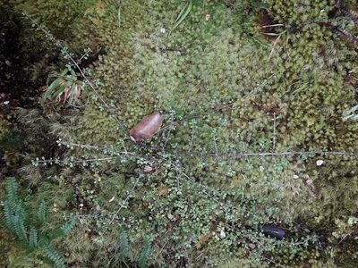 Coprosma depressa, photographed by naturewatchwidow