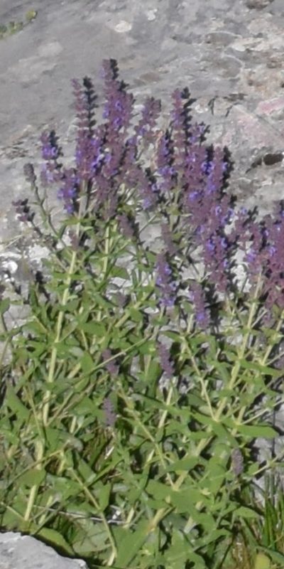 Salvia amplexicaulis, photographed by Zac Peterson