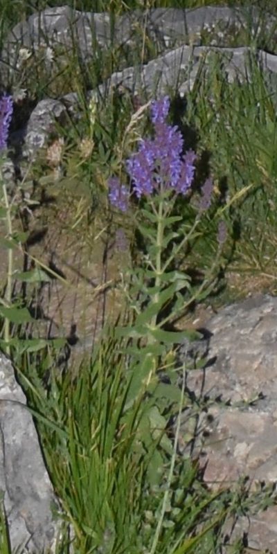 Salvia amplexicaulis, photographed by Zac Peterson