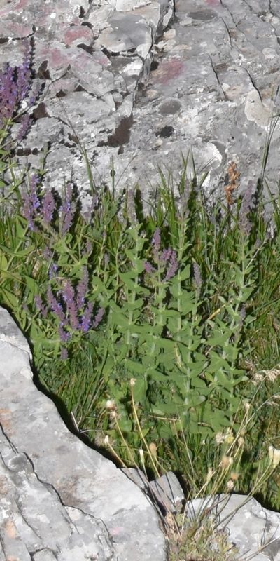 Salvia amplexicaulis, photographed by Zac Peterson