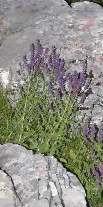 Salvia amplexicaulis, photographed by Zac Peterson
