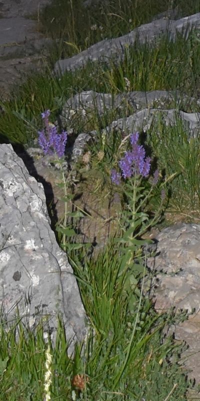 Salvia amplexicaulis, photographed by Zac Peterson