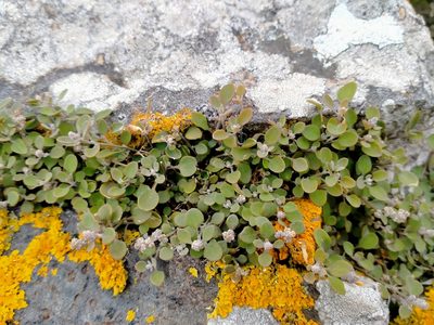 Chenopodium allanii, photographed by John Barkla
