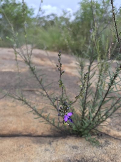 Polygala producta, photographed by Ronald Olivier