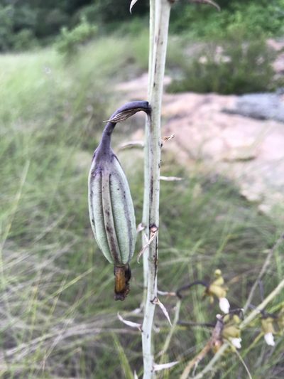 Eulophia petersii, photographed by Ronald Olivier