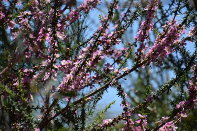 Leptospermum squarrosum, photographed by Thomas Mesaglio
