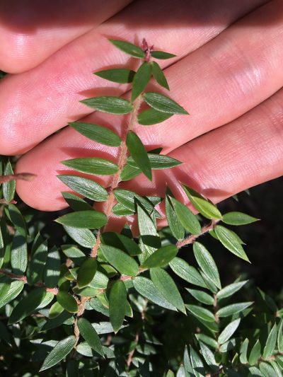 Acrotriche divaricata, photographed by Thomas Mesaglio