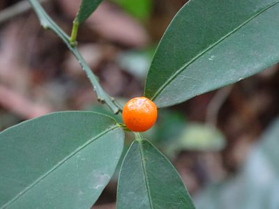 Citrus japonica, photographed by Toby Y
