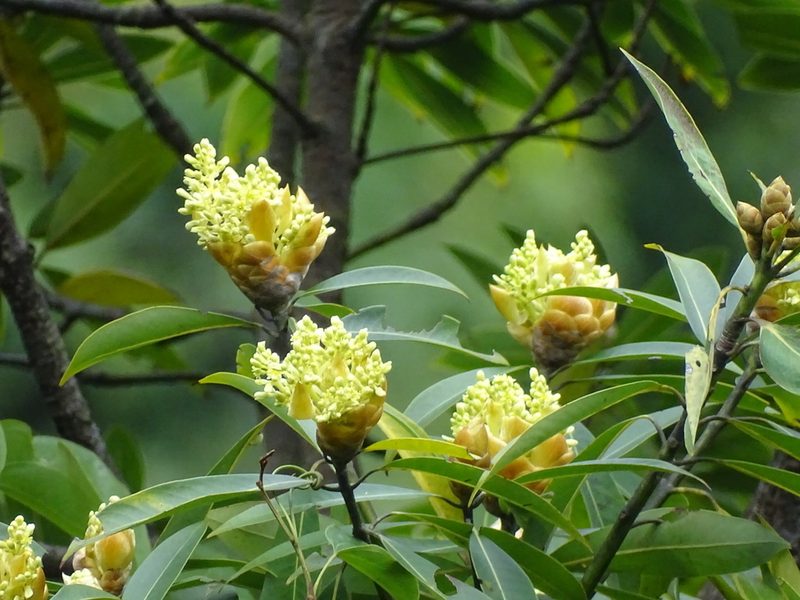 Machilus pauhoi, photographed by Toby Y