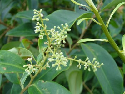 Embelia ribes, photographed by Toby Y