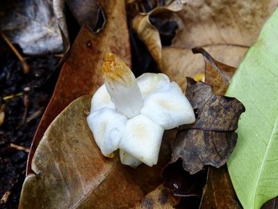 Camellia caudata, photographed by Toby Y