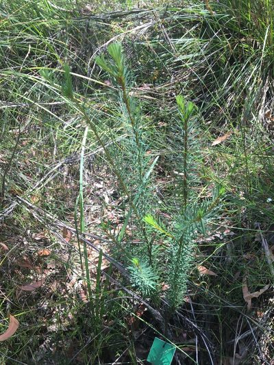 Pultenaea stipularis, photographed by Thomas Mesaglio