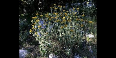 Phlomis fruticosa, photographed by Zac Peterson