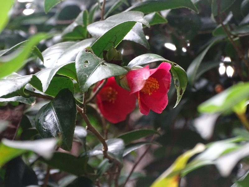 Camellia hongkongensis, photographed by Toby Y