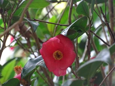 Camellia hongkongensis, photographed by Toby Y
