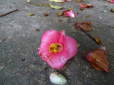 Camellia hongkongensis, photographed by Toby Y