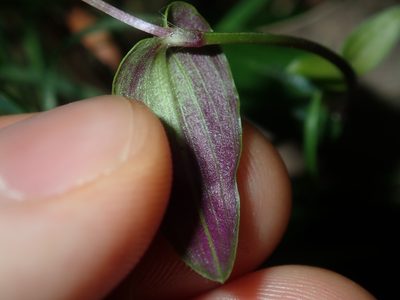 Gibasis pellucida, photographed by Thomas Mesaglio