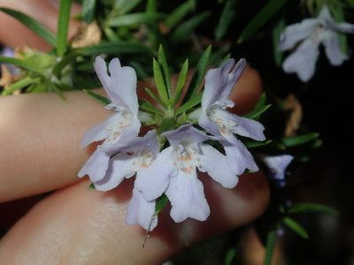 Westringia fruticosa, photographed by Thomas Mesaglio